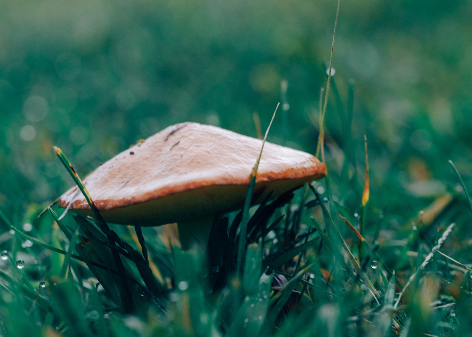 Mushroom